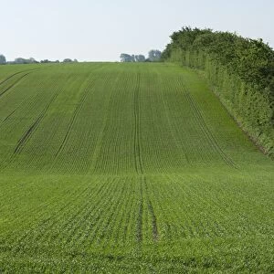 Field with seedling cereal crop and hedgerow, Als, Baltic Sea, Denmark, may