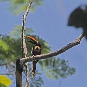 Fiery-billed Aracari (Pteroglossus frantzii) adult, calling, perched on branch in treetop, Costa Rica, february