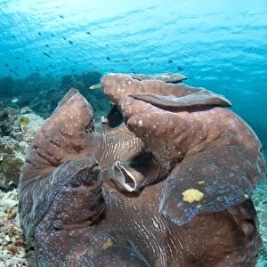 Fluted Giant Clam (Tridacna squamosa) adult, Dampier Straits, Raja Ampat Islands (Four Kings), West Papua, New Guinea