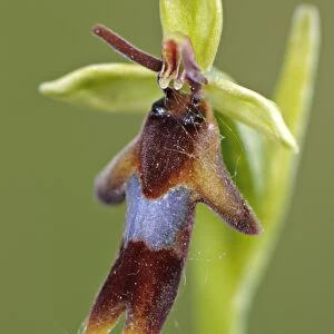Fly Orchid (Ophrys insectifera) close-up of flower, Italy, may
