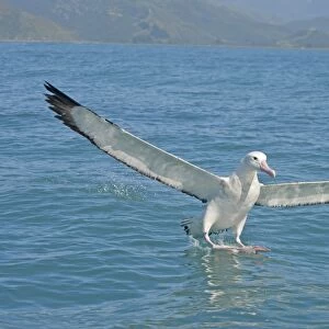 Gibson's Antipodean Albatross (Diomedea antipodensis gibsoni) adult, landing on sea, New Zealand, november