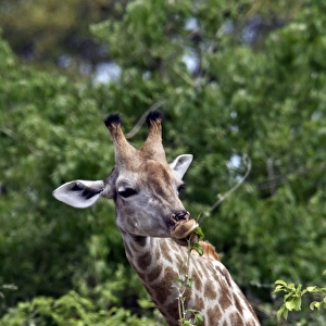 Giraffe feeding on leaves - Botswana