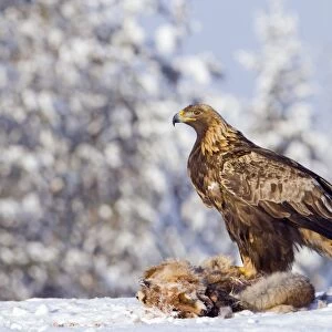 Golden Eagle (Aquila chrysaetos) adult, feeding at Red Fox (Vulpes vulpes) carcass in snow, Finland, february
