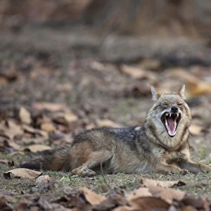 Golden Jackal (Canis aureus) adult, yawning, resting in forest, Kanha N. P. Madhya Pradesh, India