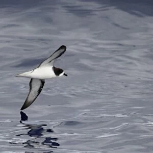 Goulds Petrel (Pterodroma leucoptera) adult, in flight at sea, near New Caledonia, Southwest Pacific, March