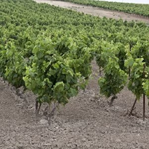 Grapes growing in chalky soil, these grapes will be made into La Gitana sherry. Andalusia Spain