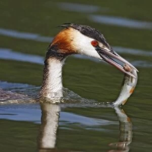 Great Crested Grebe (Podiceps cristatus) adult, close-up of head, with fish in beak, Horning, River Bure, The Broads