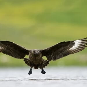 Great Skua (Stercorarius skua) adult, in flight over water, Fetlar, Shetland Islands, Scotland, june