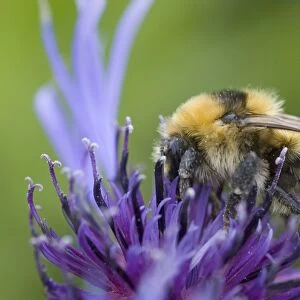Great Yellow Bumblebee (Bombus distinguendus) adult, feeding on flower, Mainland, Orkney, Scotland, june