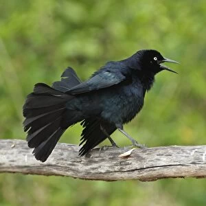 Greater Antillean Grackle (Quiscalus niger gundlachii) adult male, displaying on wooden railing, Zapata Peninsula