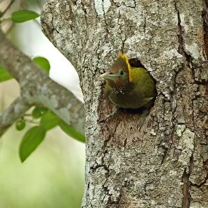 Greater Yellownape (Picus flavinucha lylei) adult female, leaving nesthole in tree trunk, Kaeng Krachan N. P