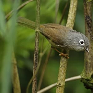Grey-cheeked Fulvetta (Alcippe morrisonia morrisonia) adult, perched on stem, Dasyueshan National Forest, Taiwan, April