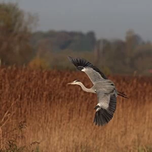 Grey Heron (Ardea cinerea) adult, in flight over reedbed, Norfolk, England, November