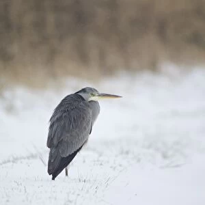 Grey Heron (Ardea cinerea) immature, standing in snow at edge of reedbed, Suffolk, England, february