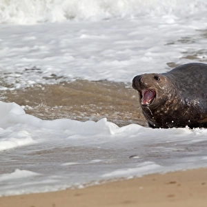 Grey Seal (Halichoerus grypus) adult male, with mouth open, chasing rival male on beach, Norfolk, England, november