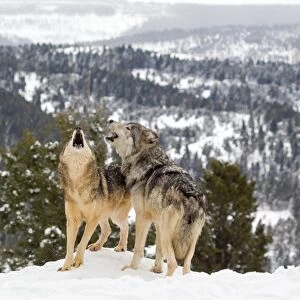 Grey Wolf (Canis lupus) adult pair, howling, standing in snow, Montana, U. S. A, january (captive)