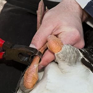 Greylag Goose (Anser anser) adult, being fitted with metal ring during annual goose roundup