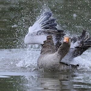Greylag Goose (Anser anser) adult, bathing, Oxfordshire, England