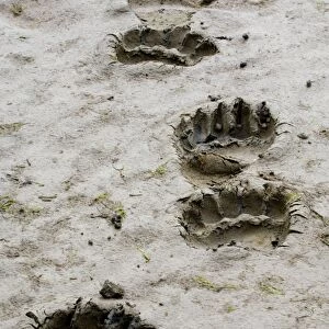 Grizzly Bear (Ursus arctos horribilis) footprints in mud, Katmai N. P. Alaska, U. S. A. august