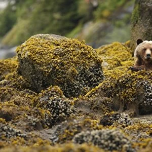 Grizzly Bear (Ursus arctos horribilis) adult, sitting amongst shoreline rocks in temperate coastal rainforest