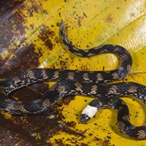 Ground Snake Related Images