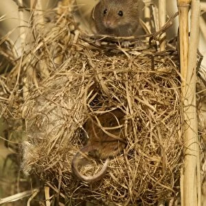 Harvest Mouse (Micromys minutus) two adults, at breeding nest in reeds, England, April (controlled)