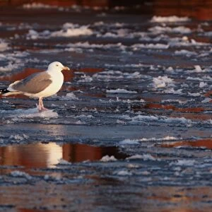 Herring Gull (Larus argentatus) adult, summer plumage, standing on ice in harbour, in late evening sunshine, Norway