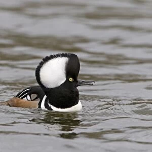 Hooded Merganser (Lophodytes cucullatus) adult male, with raised crest, calling and swimming