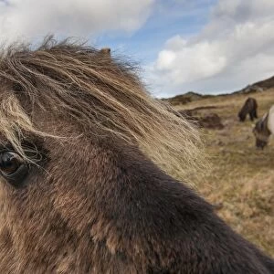 Horse, Eriskay Pony, mare, close-up of head, in moorland, South Uist, Outer Hebrides, Scotland, May