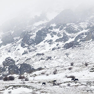 Horse, herd standing in snow covered mountain habitat, Bulgaria, january