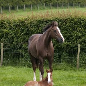 Horse, mare with week-old foal, resting in pasture beside wire fence and hedge, England, june