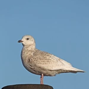 Iceland Gull (Larus glaucoides) juvenile, standing on post, Lowestoft, Suffolk, England, january