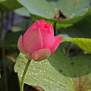 Indian Lotus (Nelumbo nucifera) close-up of flower, Kota Kinabalu, Sabah, Borneo, Malaysia