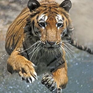 Indian Tiger (Panthera tigris) adult, jumping into water