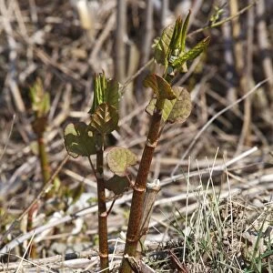 Japanese Knotweed (Fallopia japonica) introduced invasive species, new spring shoots, Ceredigion, Wales, March