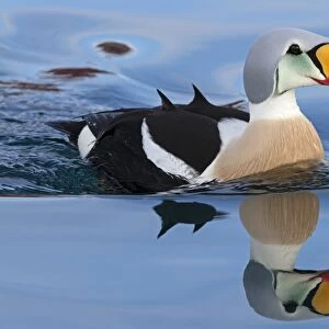King Eider (Somateria spectabilis) adult male, breeding plumage, swimming at sea, Northern Norway, March