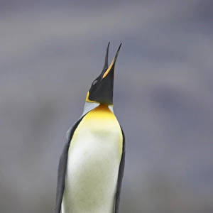 King Penguin (Aptenodytes patagonicus) adult, braying, standing on grass, Fortuna Bay, South Georgia