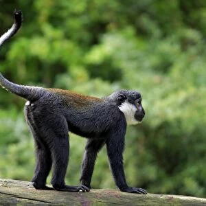 L Hoests Monkey (Cercopithecus lhoesti) adult, standing on branch (captive)