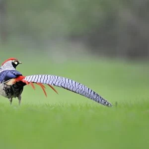 Lady Amhersts Pheasant (Chrysolophus amherstiae) introduced species, adult male, standing in field, Norfolk, England