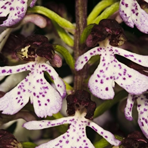Lady Orchid (Orchis purpurea) close-up of flowers, Denge Wood, North Downs, Kent, England, May
