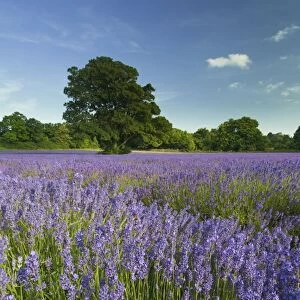 Lavender (Lavandula sp. ) crop, flowering in field, England, July