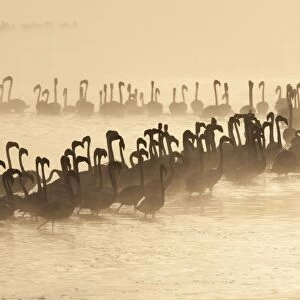 Lesser Flamingo (Phoenicopterus minor) flock, silhouetted in lake at sunrise, Lake Nakuru, Great Rift Valley, Kenya