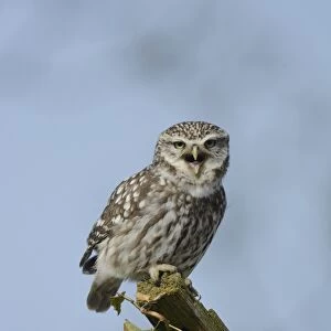 Little Owl (Athene noctua) adult male, calling, perched on roof of old barn, Norfolk, England, March