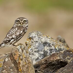Little Owl (Athene noctua) adult, standing on rock, Extremadura, Spain, april