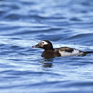 Long-tailed Duck (Clangula hyemalis) adult male, breeding plumage, swimming on lake, Lake Myvatn, Iceland, May