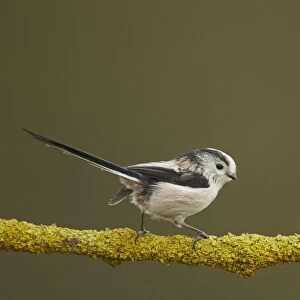 Long-tailed Tit (Aegithalos caudatus) adult, perched on lichen covered twig, Shropshire, England, December