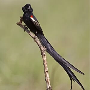 Long-tailed Widowbird (Euplectes progne) adult male, displaying, perched on branch, Rietvlei, Pretoria, South Africa
