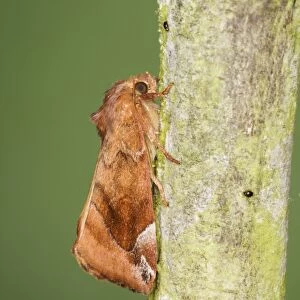 Lunar-spotted Pinion (Cosmia pyralina) adult, resting on twig, Essex, England, july