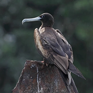 Magnificent Frigatebird (Fregata magnificens) adult female, standing on old jetty support, Los Haitises N. P
