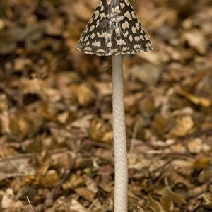 Magpie Fungus (Coprinus picaceus) fruiting body, growing amongst fallen leaves, autumn